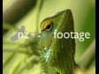 Chameleon 2 46